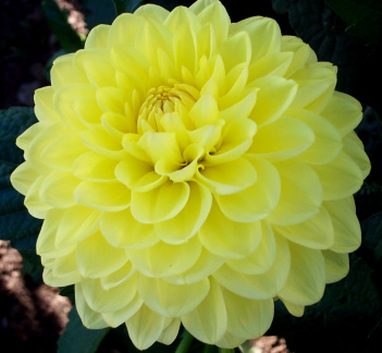 Dahlia ' YELLOW ABUNDANCE '  (S.D.)  Before 1983  National Dahlia Collection, Cornwall  (Mark Twyning)